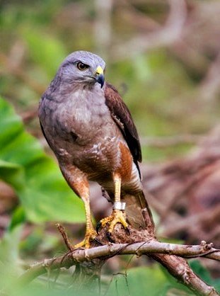 Ridgway's Hawk Tour - Bird watching Los Haitises  National Park Excursion